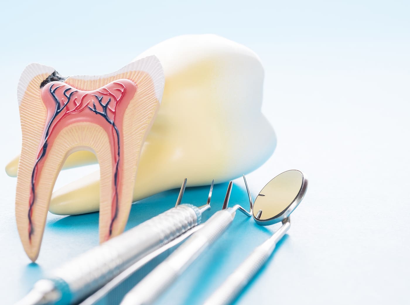 tooth anatomy on blue background.
