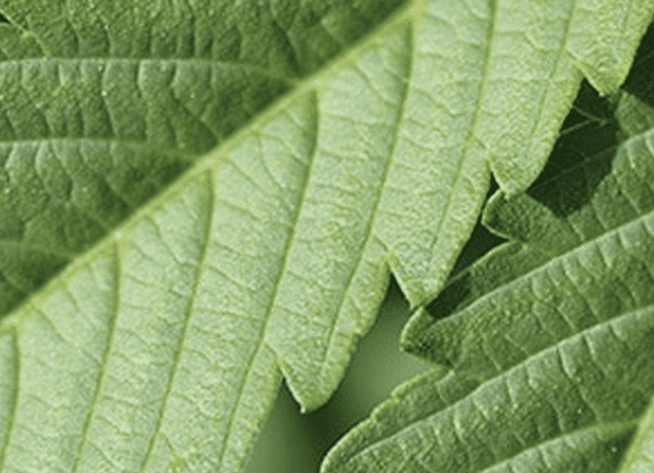 Recreational Marijuana Could Increase Your Risk Of Gum Disease